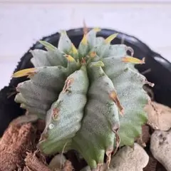 2025年最新】ゼブラホリダの人気アイテム - メルカリ