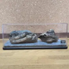 アンモナイト化石(727)
