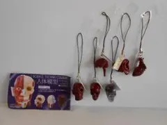 ♯Kui24DMサイエンステクニカラー人体模型ストラップ1人気9種 ♯Kui24DMサイエンステクニカラー人体模型ストラップ1人気9種