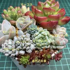 ロックボンバー様 リクエスト 2点 まとめ商品