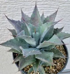 2026年最新】コロラータ アガベの人気アイテム - メルカリ