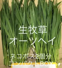 アル様 リクエスト 2点 まとめ商品