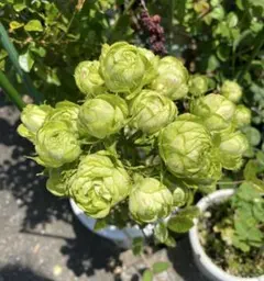 薔薇苗　激レア‼️❤️グリーン薔薇❤️コンキュ　 苗の流通はありません。　①のサムネイル