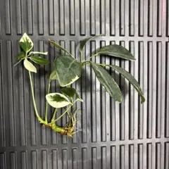 뿌리 ❗️ 셰플러 아르보리콜라 잡색 백반증 b