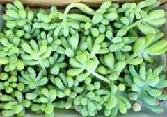 2625多肉植物　乙女心　訳あり品　限定1セット