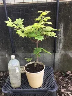 希少品種 黄金カエデ ジョーダン（イタヤカエデ）苗 鉢植え　送料込！茨城！ 希少品種 黄金カエデ ジョーダン（イタヤカエデ）苗 鉢植え 送料込