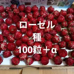ハイビスカスローゼル　種　100粒＋α入ります!　黒い小さな種