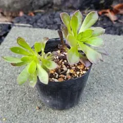 なちここ様 リクエスト 3点 まとめ商品