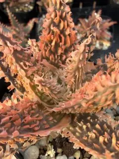 アロエ ハイブリッド”トムヤムクン“Aloe hybrid 第四種 Jー40 - メルカリ
