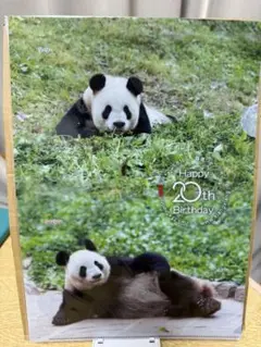 パンダ自身  シャンシャン  クリアファイル 上野動物園☆パンダ☆シャンシャンクリアファイル、ポストカード
