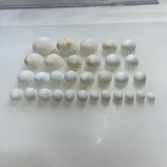 シーグラス 削れて白くなった貝殻　貝殻