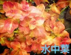 料理大好き様 リクエスト 4点 まとめ商品