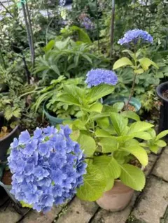 来年用 紫陽花 アジサイ ホットチボリマーブル ブルー 5号 4 - メルカリ
