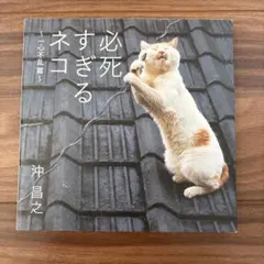 必死すぎるネコ 一心不乱篇　中古美品