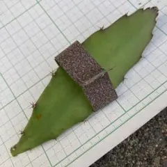 キキチャッピー様 リクエスト 2点 まとめ商品