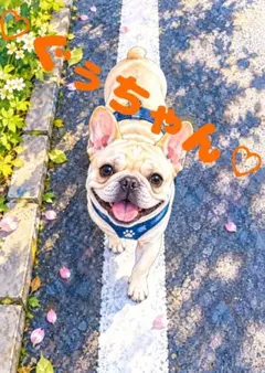 《一点限り》フレンチブルドッグ 犬 散歩 笑顔