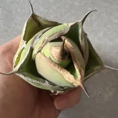 黒豹のサムネイル