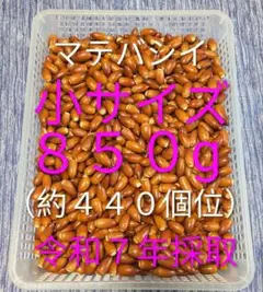 どんぐり　マテバシイ 小サイズ ８５０g(約４４０個位)