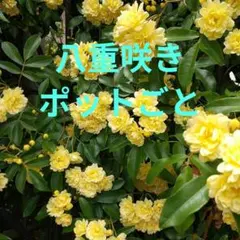 2026年最新】モッコウバラ八重咲き黄色の人気アイテム - メルカリ