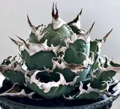親株！アガベチタノタ白鯨（極上株）超S級良形大株superwhitewhale！ アガベ・白鯨｜Agave titanota 'Hakugei' 現物株138 アガベ