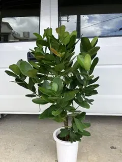 フィカス ガジュマル 観葉植物 鉢植え 引き取り限定 - メルカリ