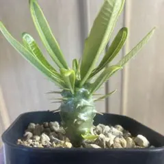 2025年最新】アンボンゲンセの人気アイテム - メルカリ