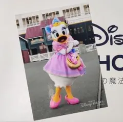 2023 ディズニーリゾート スペシャルフォト デイジー