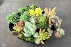 多肉植物　寄せ植えセット