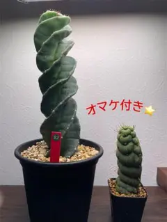 コ*ア様 セレウス スピラリス　極上3本セット　サボテン 柱サボテン　金鯱 カク コ*ア様 セレウス スピラリス 3本セット サボテン アガベ 柱