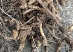 秋みょうがの根・地下茎　約200g　ゆうパケットポスト専用箱いっぱい