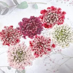 押し花素材＊レースフラワー　中サイズ9