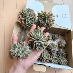 マーガレットレッピン 群生 ゆうパケットプラスにいっぱい 多肉植物つめあわせ