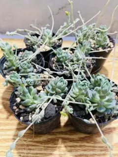 多肉植物 プロリフェラ① 抜き苗 - メルカリ