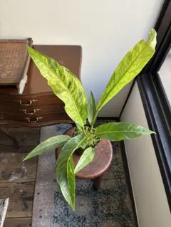 2025年最新】アンスリウム斑入りの人気アイテム - メルカリ