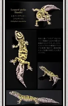 いきもの大図鑑アドバンス【レオパードゲッコー(バンディット)】