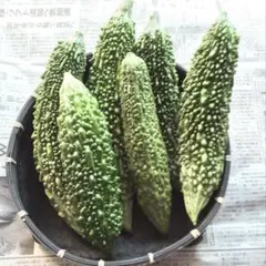 宮古島産 朝採れゴーヤー 8kg 宮古島産 朝採れゴーヤー 8kg 【公式通販】