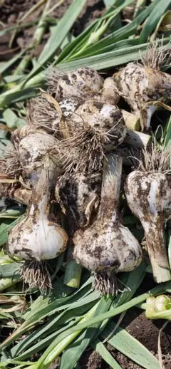 青森県産　#新ニンニク#生ニンニクのサムネイル