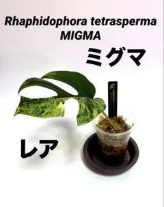 2026年最新】ラフィドフォラ テトラスペルマ ミント斑入りの人気