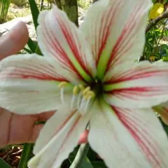 アマリリス球根 ダブルグリーン 超稀有 2295 - メルカリ