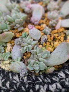 多肉植物　白牡丹　４つ　葉挿し苗　抜き苗のサムネイル