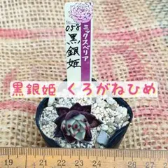 黒銀姫 くろがねひめ おらいさん苗　ミックスベリア　抜き苗　葉挿し　札なし　多肉