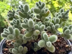 ドロサンテマム アイスクリスタル 氷晶 抜き苗 多肉植物 - メルカリ