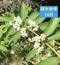 白式部 シロシキブの実から発芽した充実抜き苗 2年目と3年目 各1本ずつ