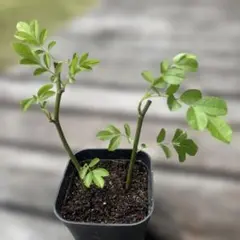薔薇 キングローズ つるバラ 2025年分 挿し木 根付き・抜き苗 - メルカリ
