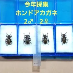 2026年最新】カミキリムシ標本の人気アイテム - メルカリ