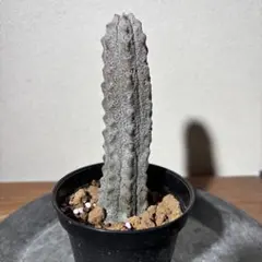 【超珍品】ユ一フォルビア　アブデルクリ 群生 超大株 楽天市場】多肉植物 ユーフォルビア アブデルクリ 3.5号 個体D