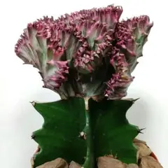 2025年最新】綴化 アガベの人気アイテム - メルカリ