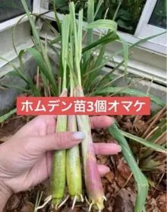 ベトナム最高香り柔らかいレモングラス抜き苗大きめ3本 - メルカリ