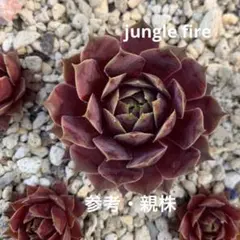 多肉　センペル　jungle fire ジャングルファイアーのサムネイル