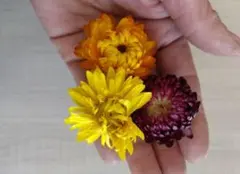 貝細工　ヘリクリサム　1㌔　大太容量！ プロへおすすめ！ 貝細工 ヘリクリサム 1㌔ 大太容量！ プロへおすすめ！ - メルカリ